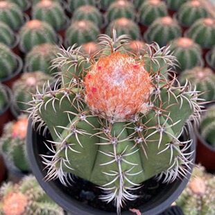 魔云实生仙人球已出云仙人掌科花座球属大颗开花多肉植物阳台花卉