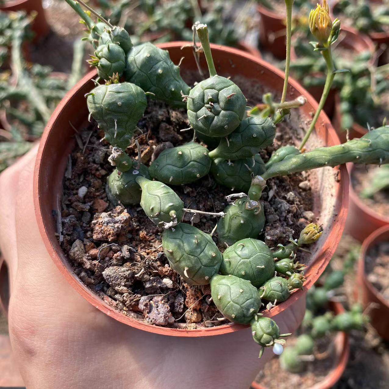 玉鳞宝大戟科块根植物小群生鱼鳞宝多肉植物开花仙人球可爱迷盆栽