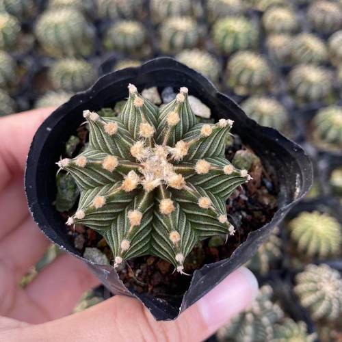 纯肋骨牡丹实生仙人球精品