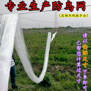 农用防鸟网葡萄草莓果园露天网樱桃枸杞谷地防护网