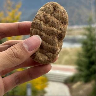 西藏野生冬天麻林芝波密高海拔干货精选正宗高品质