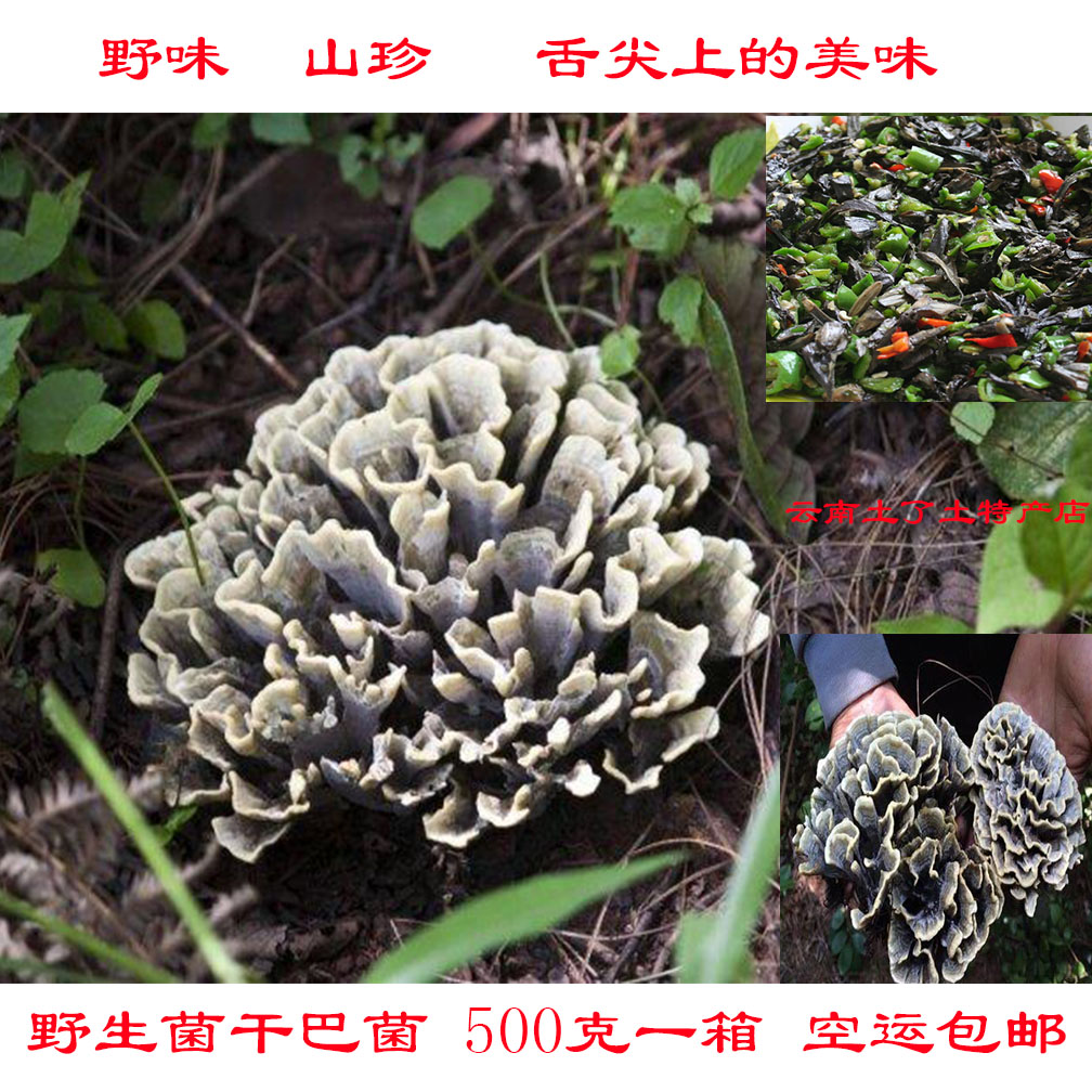 野生干巴菌云南特产新鲜马牙菌山珍非 牛肝菌鸡枞菌松茸500g 包邮
