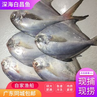深海白昌鱼银昌斗昌鱼自家鱼船捕捉鲜活白昌闸坡水产500湛江海鲜