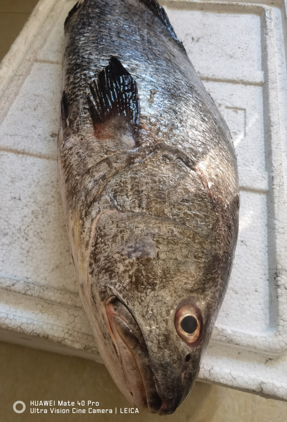 深海鳘鱼阳江特产水产品鲜活鳘鱼海鲜闸坡海鱼