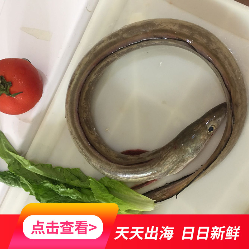 阳江特产海鲜鲜活海鳗鱼冰鲜闸坡水产品湛江深海野生天然鲜活善鱼