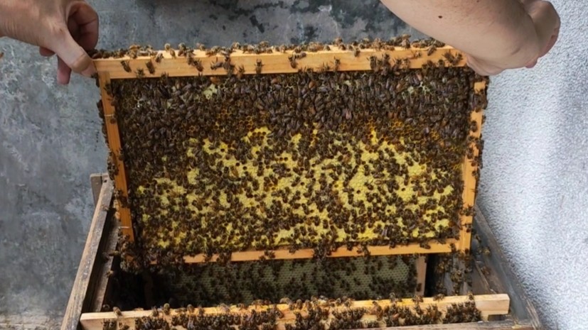 蜂农自研自用发酵蜂粮喂蜂繁蜂专用营养天然花粉浆蜂粮膏代用饲料