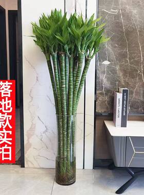 龙竹客厅招财除甲醛基地工厂店