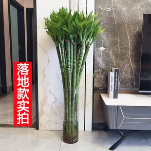 富贵竹带根水养室内盆栽文昌竹多头龙竹粗杆易养节节高绿植节节高
