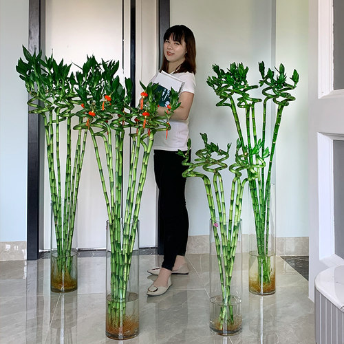 节节高转运富贵竹植物水养