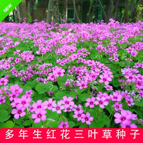 酢浆草种子价格 酢浆草种子图片 星期三