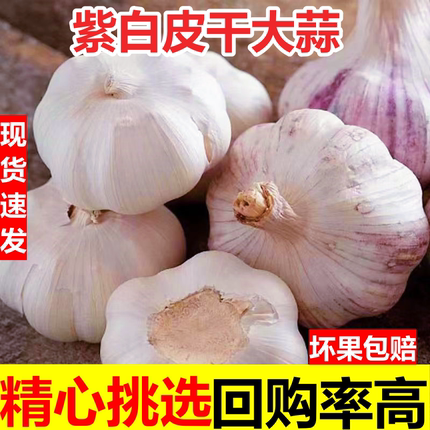 新干蒜头紫皮白皮蒜头1斤3斤5斤新鲜干大蒜头蒜种紫白皮当季大蒜