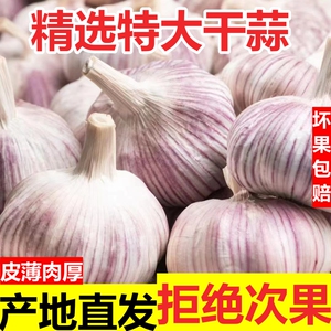 河南杞县直发干蒜紫白皮