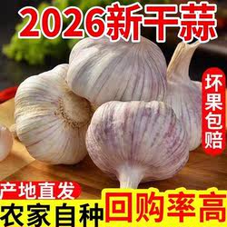2026农家新干蒜大蒜紫白皮新鲜大蒜头干蒜特大新鲜大蒜子杞县大蒜