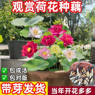 荷花盆栽水养莲藕苗种莲花大型四季观赏睡莲生水培植物碗莲种根苗