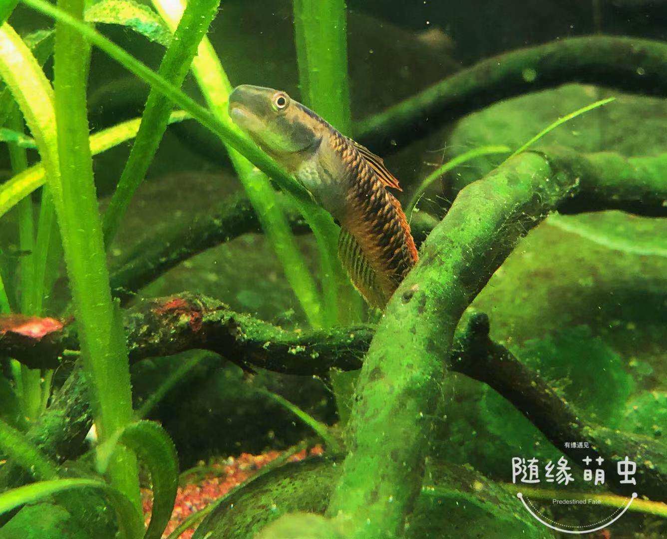黄金枝桠虾虎大洋洲sp枝桠虾虎啃藻鱼淡水鱼小型鱼好看漂亮观赏鱼