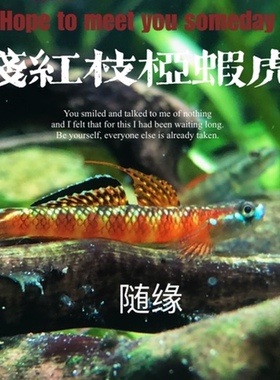 浅红枝桠虾虎裕红枝桠虾虎橘红枝桠虾虎三红小型鱼淡水鱼观赏鱼