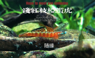浅红枝桠虾虎裕红枝桠虾虎橘红枝桠虾虎三红小型鱼淡水鱼观赏鱼