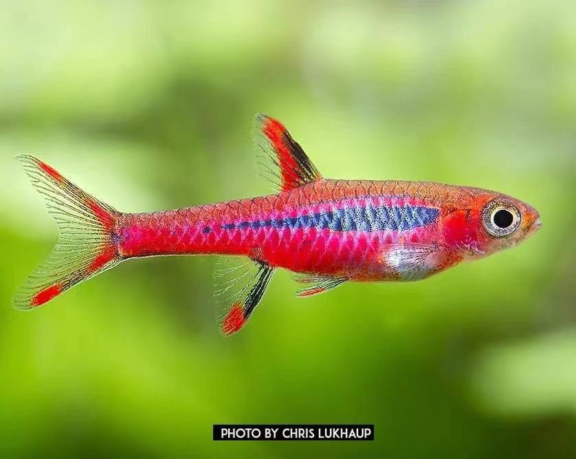 蚂蚁灯绿晶灯宝莲灯圆点小丑灯钻石红莲迷你灯鱼群游非常可爱漂亮