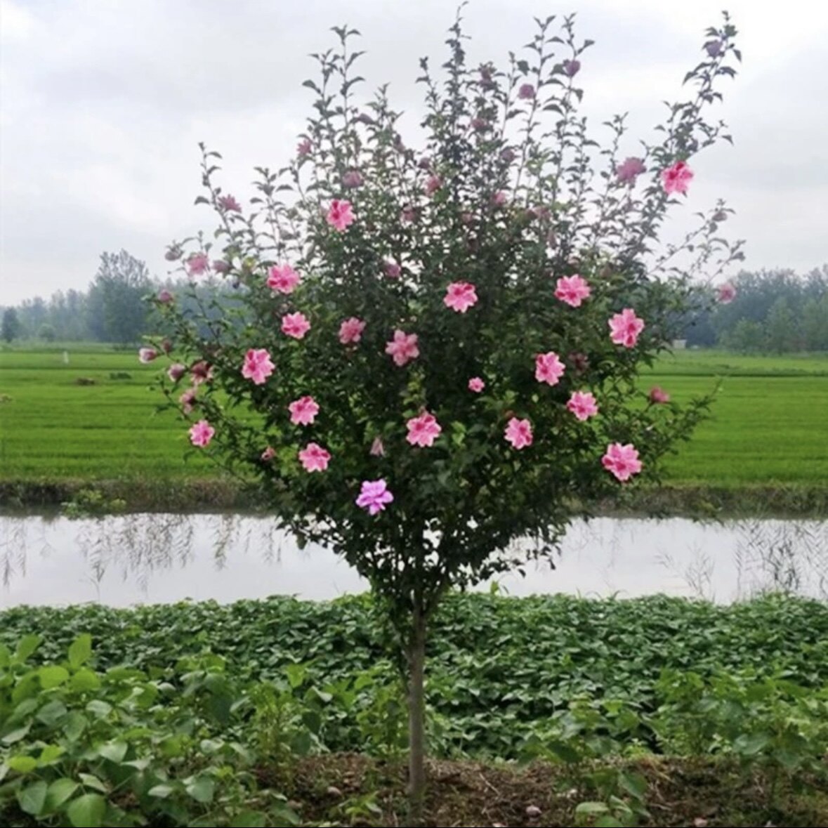木槿花树苗花卉独杆地栽