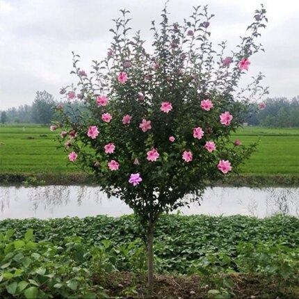木槿花树苗花卉独杆地栽木本好养庭院别墅阳台重瓣耐寒四季种植