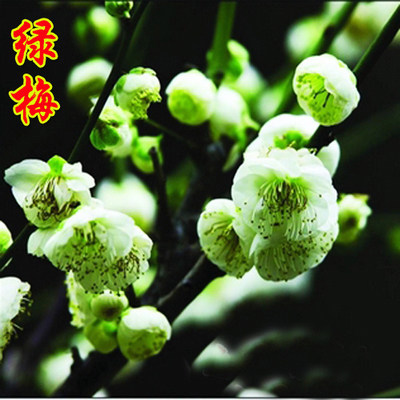 梅花树苗红梅原生骨里红地栽绿梅树桩苗梅花苗庭院盆栽耐寒浓香型