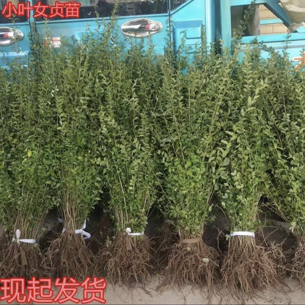 抗寒庭院四季常青小叶女贞树苗