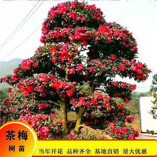 茶梅花苗树绿化观赏茶梅球树苗茶花盆栽盆景多季开带苞庭院绿化苗