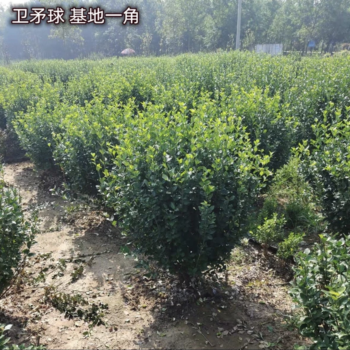 卫矛树苗工程园林绿化小苗胶东卫矛球庭院别墅围墙绿篱耐寒大叶苗