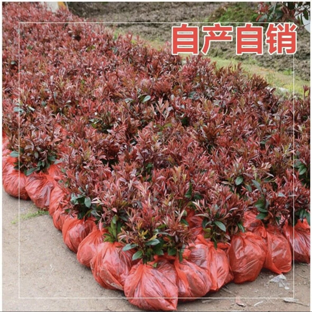 绿化工程庭院花园红叶石楠树苗