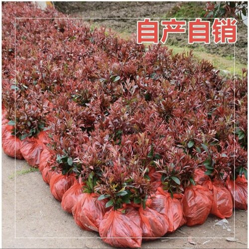 绿化工程庭院花园红叶石楠树苗