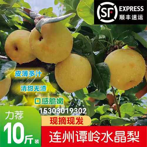连州水晶梨脆冠梨谭岭翠冠梨