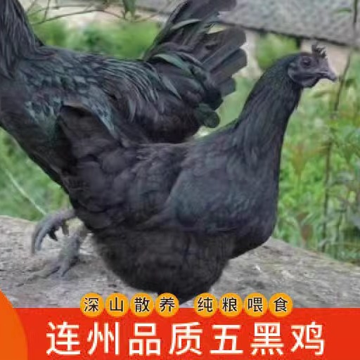 新鲜放养农家清远鸡土鸡黑鸡乌骨香鸡肉香爽滑汤鲜甜月子鸡