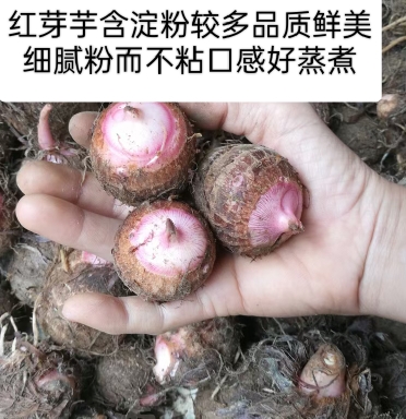 红芽芋含淀粉较多品质鲜美细腻粉而不粘口感好蒸煮熟食广东省包邮