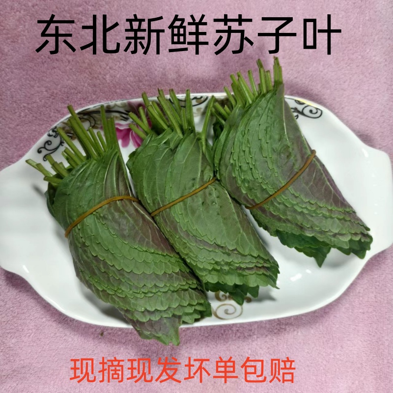 东北食用新鲜苏子叶现摘现发包饭烤肉用当季叶菜