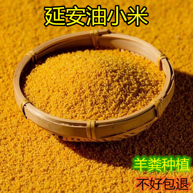 陕北延安特产黄小米煮粥油小米