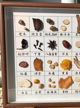 标本画药食同源摆件文创国医框直播间草本展示样品文化墙装饰