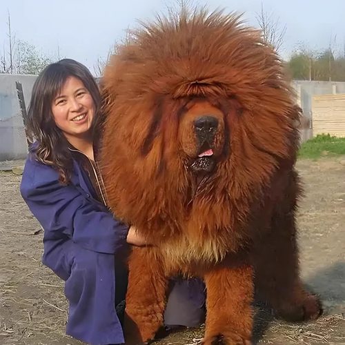 纯种藏獒犬出售铁包金幼犬