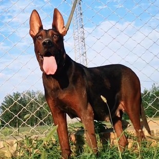 纯种莱州红犬出售 莱州红狼犬 莱州红幼犬活体巨型苏联红犬幼犬