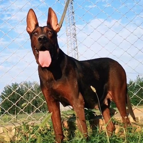 纯种莱州红犬出售活体巨型