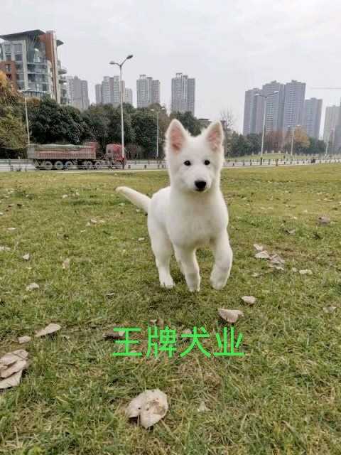 纯白色德牧犬活体进口瑞士牧羊犬纯种血统白德牧牧羊犬护卫犬出售