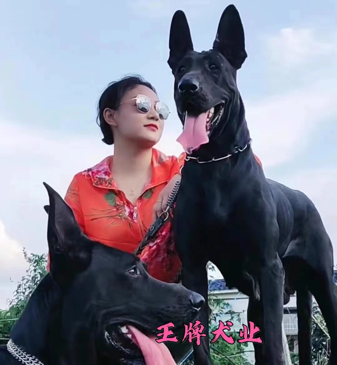 黑狼犬幼犬纯种黑狼幼犬活体墨界黑狼犬中华黑狼犬巨型幼崽护卫犬 宠物/宠物食品及用品 狗狗 原图主图