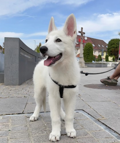 白德牧幼犬瑞士牧羊犬纯白色德牧犬纯种白德牧幼犬双血统白德牧犬