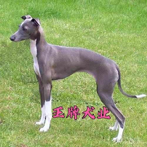 纯种格力犬幼犬惠比特犬活体灵缇犬幼犬细犬猎兔犬意大利小灵缇犬