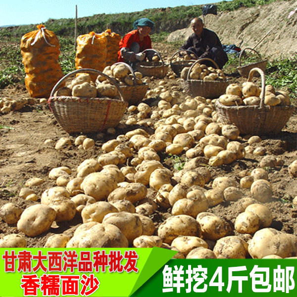 甘肃定西新大坪鲜蔬菜马铃薯非转基因大西洋芋土豆陇薯4斤装包邮