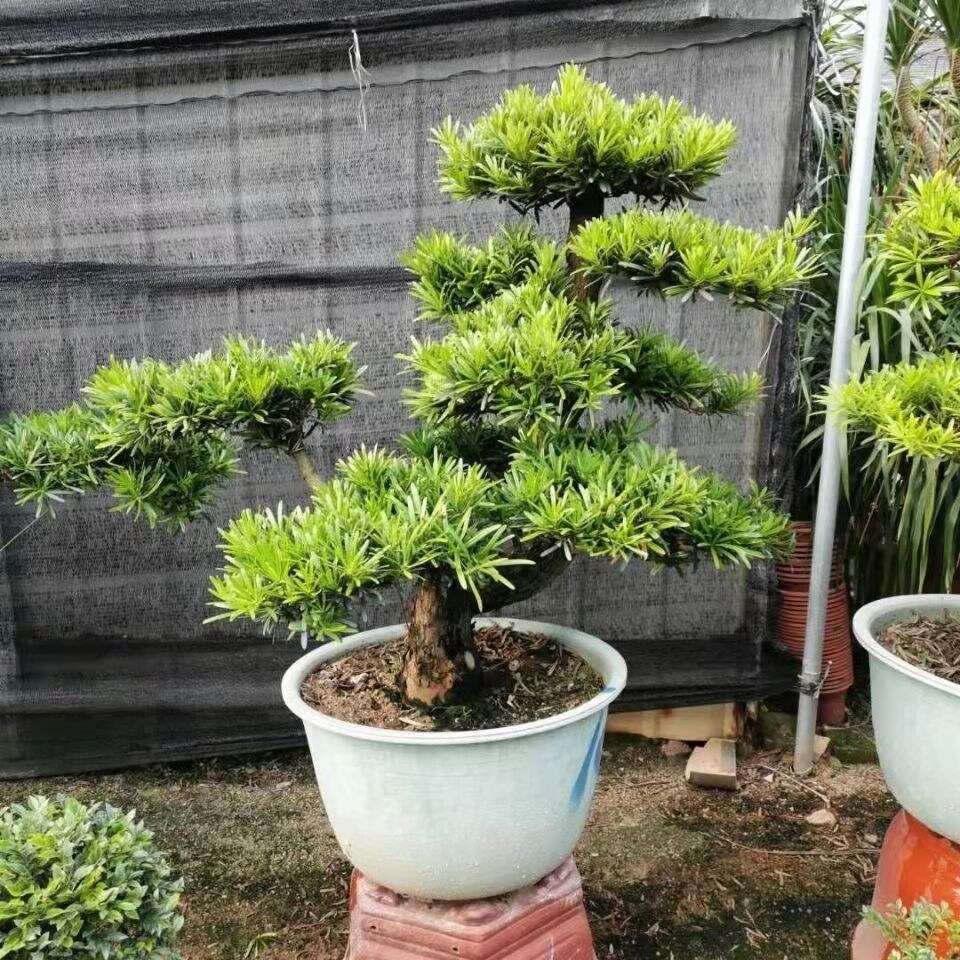 罗汉松盆景树苗真罗汉松小型老桩盆景室内盆栽阳台庭院真松树盆景