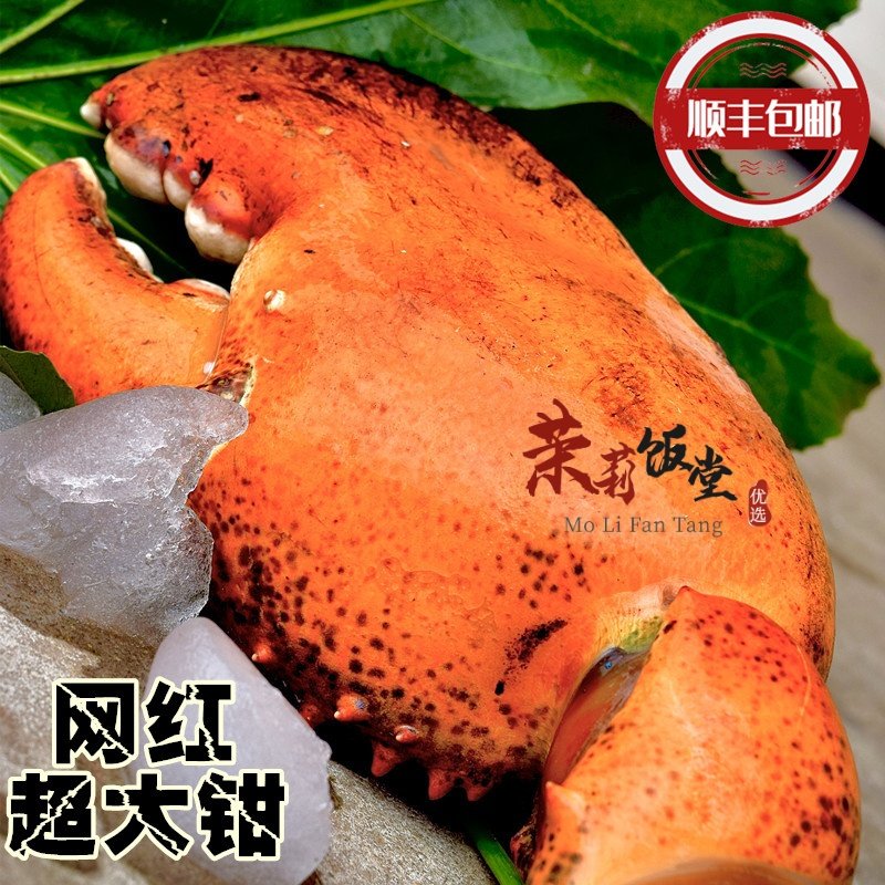 网红波士顿龙虾钳子生冻大龙虾钳子肉大钳子特大脸蟹脚大夹子虾脚