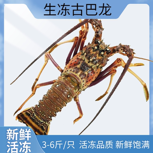 活冻古巴龙虾鲜活鲜冻大龙虾澳洲龙虾红龙花锦绣波士顿墨西哥南非