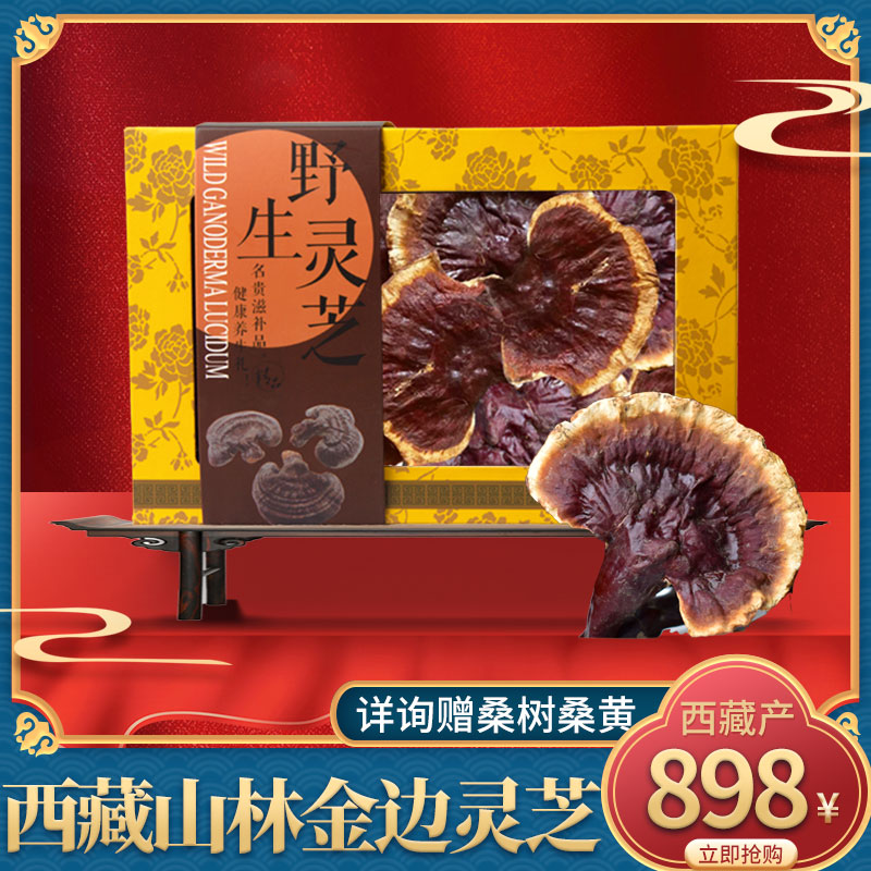 西藏林芝野生精品金边灵芝野生赤芝干货正品野生赤灵芝桑黄100g