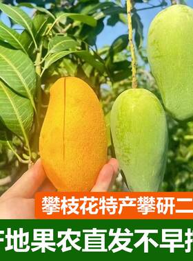 四川攀枝花大椰香攀岩二号薄皮无丝青芒当季新鲜孕妇水果一级大果