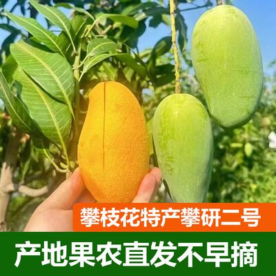 四川攀枝花大椰香攀岩二号薄皮无丝青芒当季新鲜孕妇水果一级大果